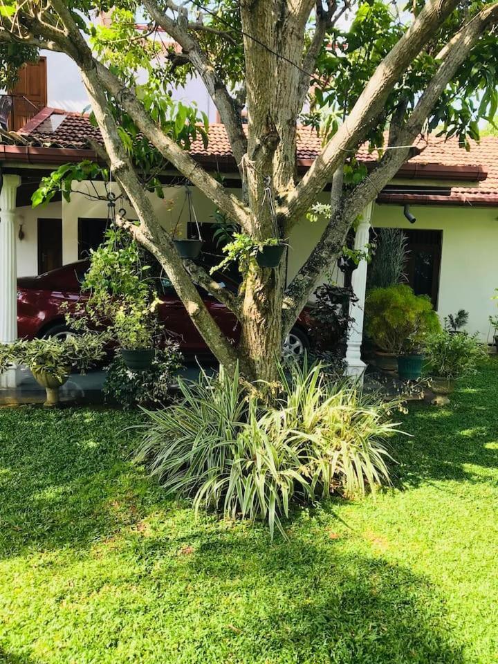 House Of Seya Bed and Breakfast Negombo Eksteriør billede